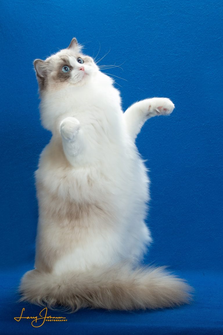 Ragdoll Cats of Sal-Shire Ragdolls North Augusta SC at the Shows | Sal ...