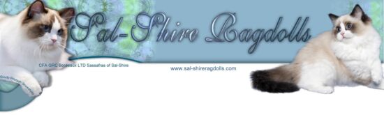 Available Ragdoll kittens for sale SC