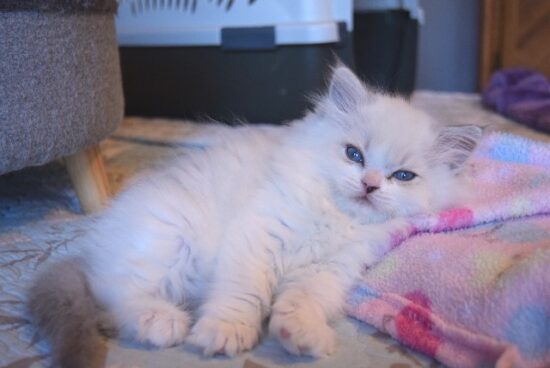 Available Ragdoll Kittens South Carolina