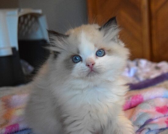 Available Ragdoll Kittens South Carolina
