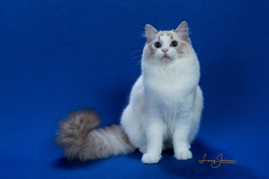 Available Ragdoll Kittens South Carolina