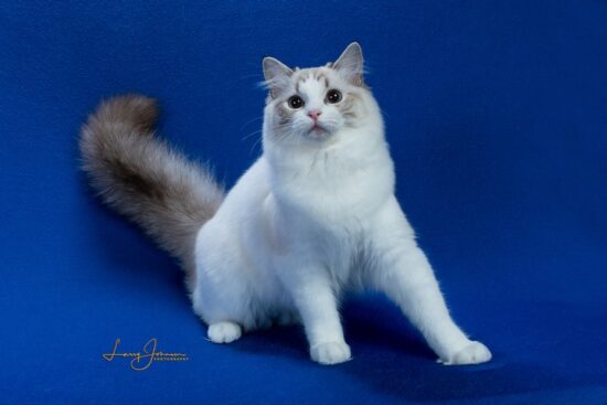 Available Ragdoll Kittens South Carolina